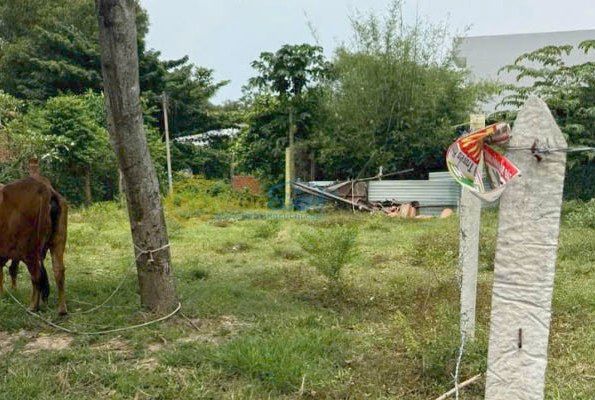 Bán đất thổ cư Xã Tân An Hội – ảnh 2/4