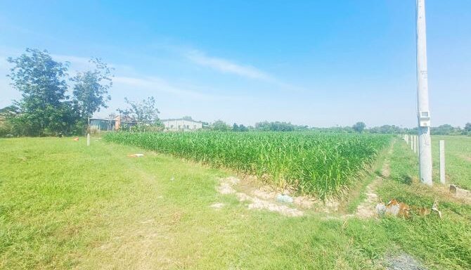 Bán đất nông nghiệp, đất vườn Xã Thái Mỹ – ảnh 1/6