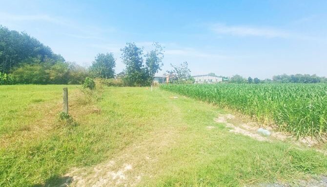 Bán đất nông nghiệp, đất vườn Xã Thái Mỹ – ảnh 3/6