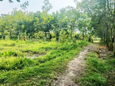 Bán đất nông nghiệp 1001m2 xã An Nhơn Tây, Củ Chi