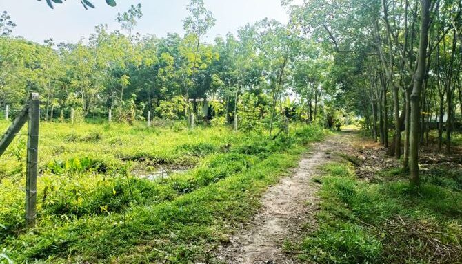Bán đất nông nghiệp, đất vườn Xã An Nhơn Tây – ảnh 1/6