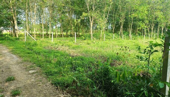 Bán đất nông nghiệp, đất vườn Xã An Nhơn Tây – ảnh 2/6