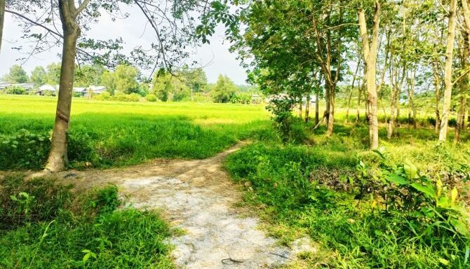 Bán đất nông nghiệp, đất vườn Xã An Nhơn Tây – ảnh 3/6