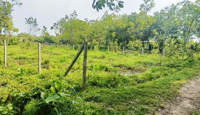Bán đất nông nghiệp, đất vườn Xã An Nhơn Tây – ảnh 4/6