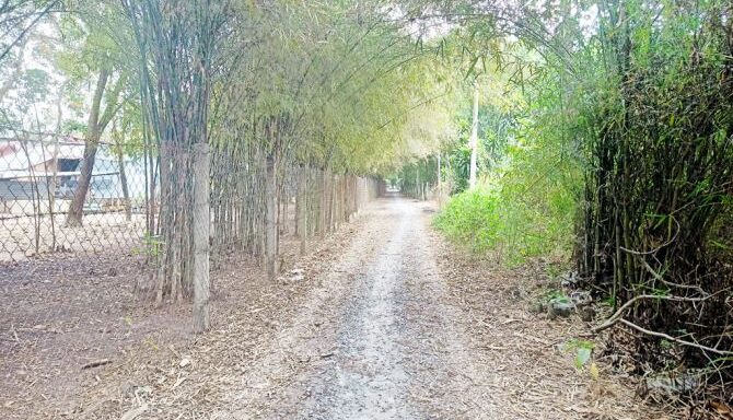 Bán đất thổ cư Xã Phú Hòa Đông – ảnh 4/6
