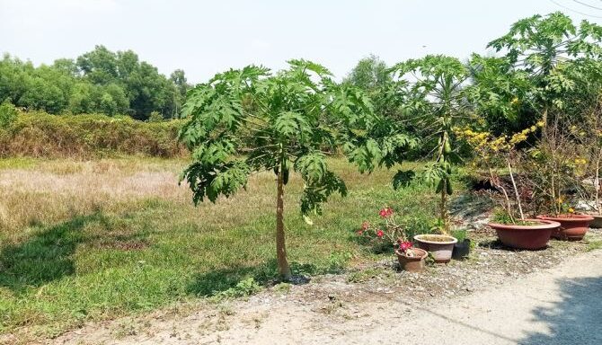 Bán đất thổ cư Xã An Nhơn Tây – ảnh 2/5