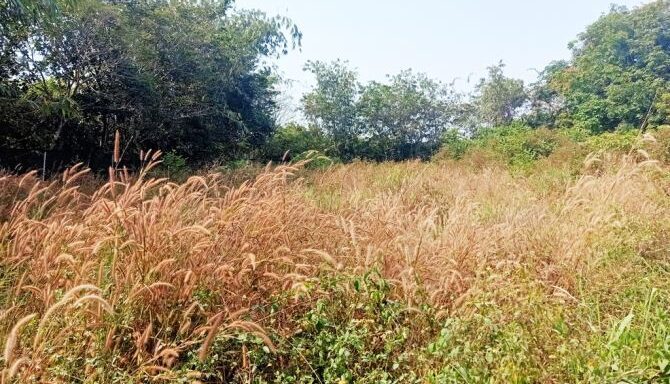Bán đất thổ cư Xã Phú Hòa Đông – ảnh 2/6