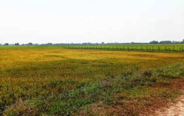 Bán đất lúa gần đường 729, xã Trung Lập Thượng, Củ Chi 9692m2