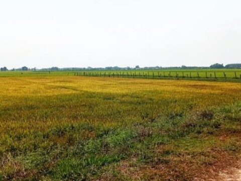 Bán đất lúa gần đường 729, xã Trung Lập Thượng, Củ Chi 9692m2