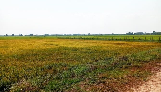 Bán đất nông nghiệp, đất vườn Xã Thái Mỹ – ảnh 1/6