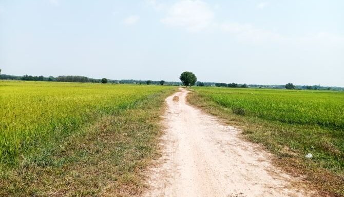 Bán đất nông nghiệp, đất vườn Xã Thái Mỹ – ảnh 4/6