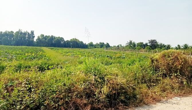 Bán đất nông nghiệp, đất vườn Xã Bình Mỹ – ảnh 3/6