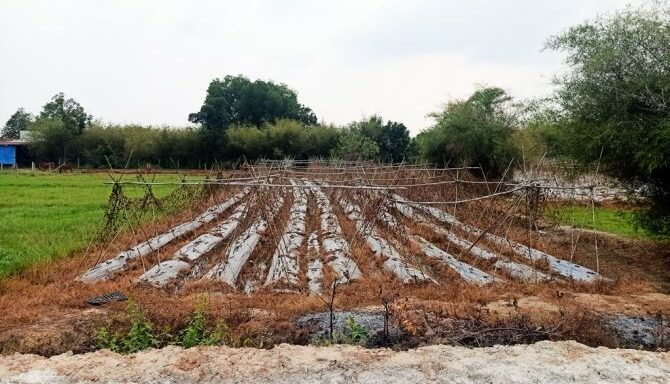 Bán đất thổ cư Xã Tân An Hội – ảnh 1/6