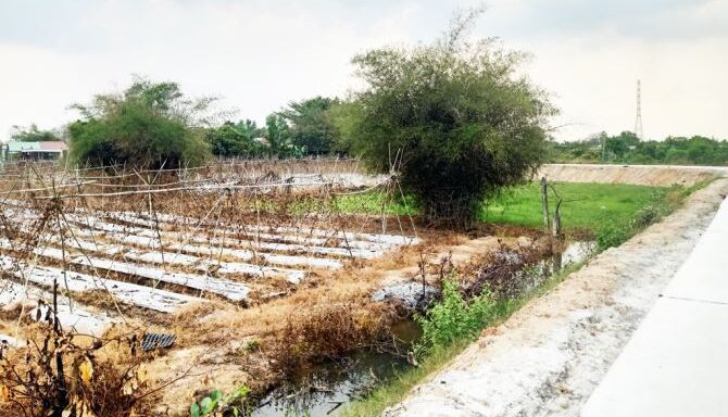 Bán đất thổ cư Xã Tân An Hội – ảnh 2/6