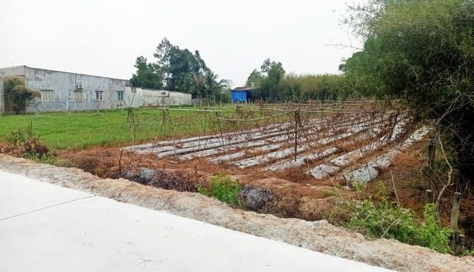 Bán đất thổ cư Xã Tân An Hội – ảnh 3/6