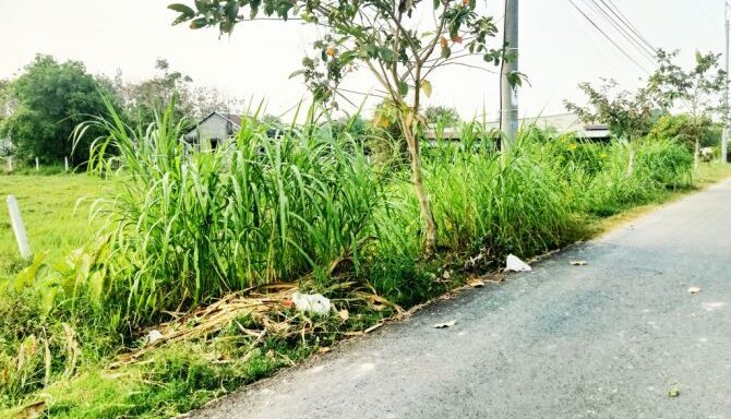 Bán đất thổ cư Xã Thái Mỹ – ảnh 4/6