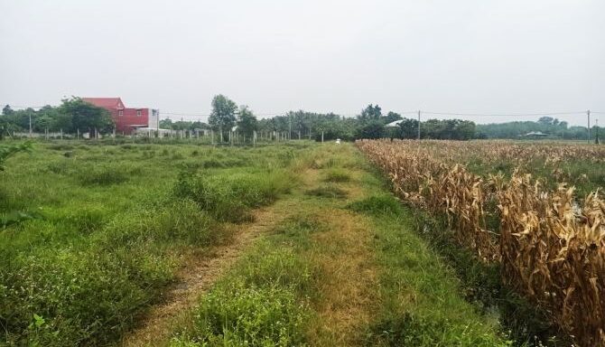 Bán đất thổ cư Xã Thái Mỹ – ảnh 2/5
