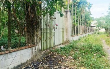 Bán nhà vườn 1/ đường 437 Phú Hòa Đông Củ Chi 1653m2