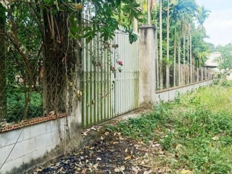 Bán nhà vườn 1/ đường 437 Phú Hòa Đông Củ Chi 1653m2