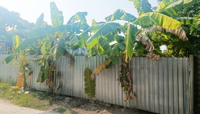 Bán đất thổ cư Xã Bình Mỹ – ảnh 1/6