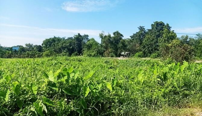 Bán đất thổ cư Xã Bình Mỹ – ảnh 3/6