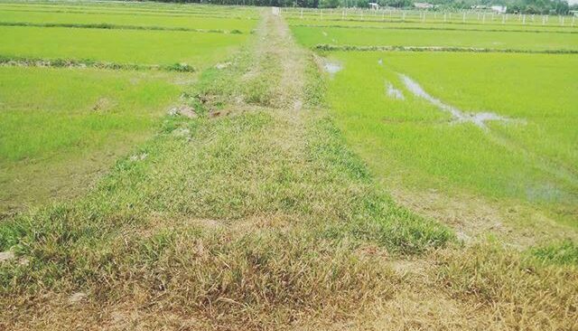 Bán đất nông nghiệp, đất vườn Xã Thái Mỹ – ảnh 2/3