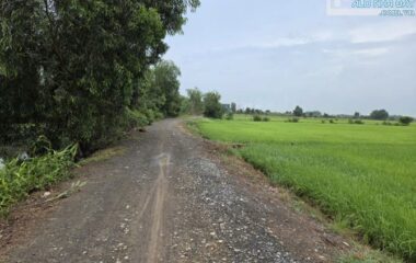 Bán Đất Vườn Xã Tân Thạnh Đông Củ Chi, 1000m², 12x84m vuông vức, mặt tiền kênh thoáng mát