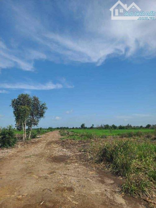 Bán đất nông nghiệp, đất vườn Xã Củ Chi – ảnh 1/5