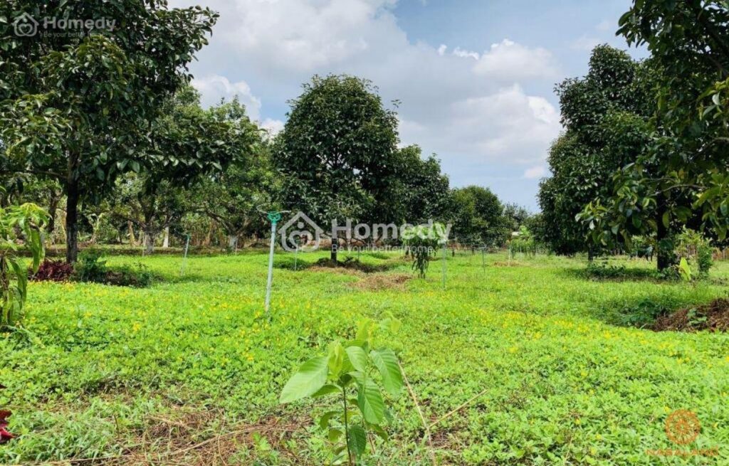 Bán đất thổ cư Xã Thái Mỹ – ảnh 2/10