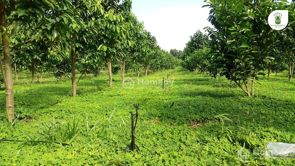 Bán đất thổ cư Xã Thái Mỹ – ảnh 3/10