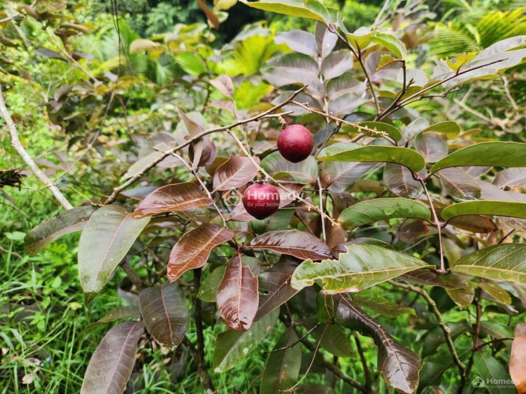Cho thuê đất Xã Thái Mỹ – ảnh 4/10