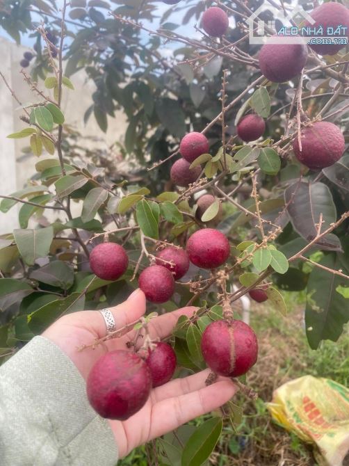 Bán đất thổ cư Xã Tân An Hội – ảnh 4/7