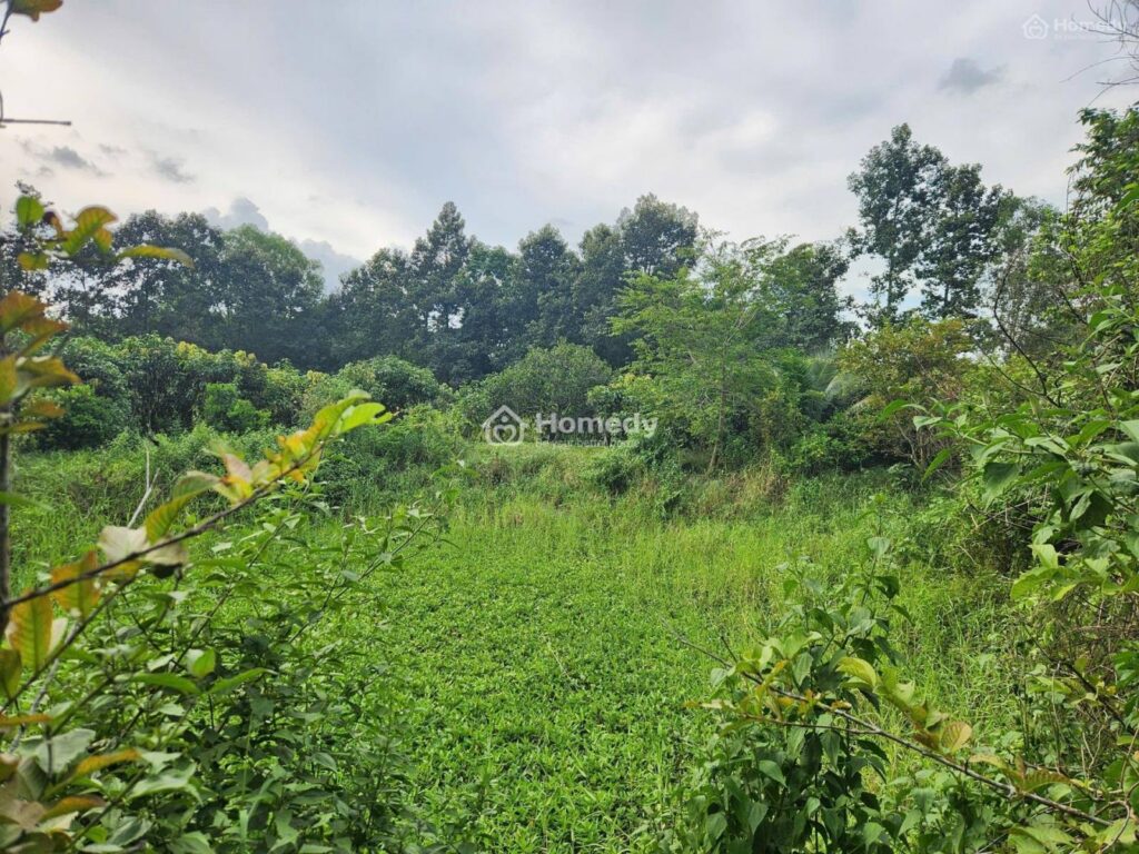 Cho thuê đất Xã Thái Mỹ – ảnh 6/10