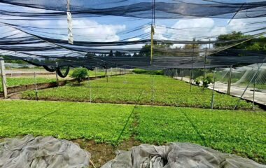 Đất 1/ đường 409 – 501m2 – 10×50 – xã Phước Vĩnh An – Củ Chi