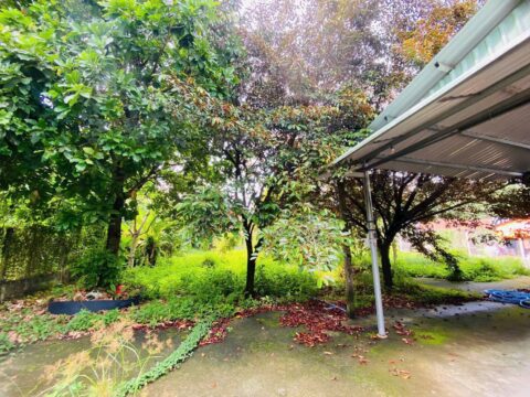 Nhà vườn mặt tiền đường Tỉnh Lộ 7 – 1483m2 – 18×74 nở hậu 24.5m – 300m2 thổ cư – xã An Nhơn Tây – Củ Chi