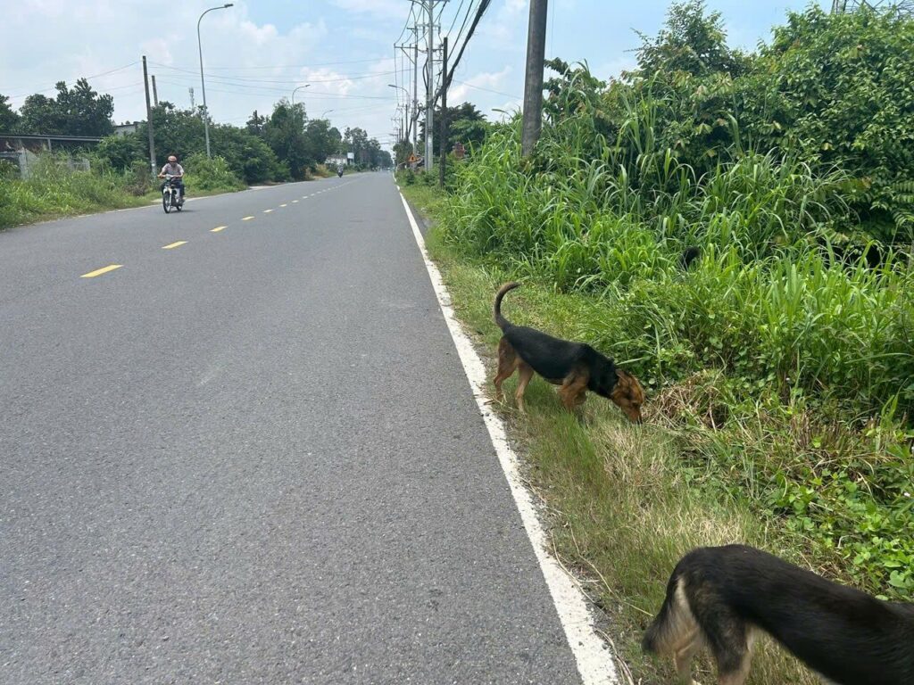 Bán đất thổ cư Xã Phú Hòa Đông – ảnh 2/3