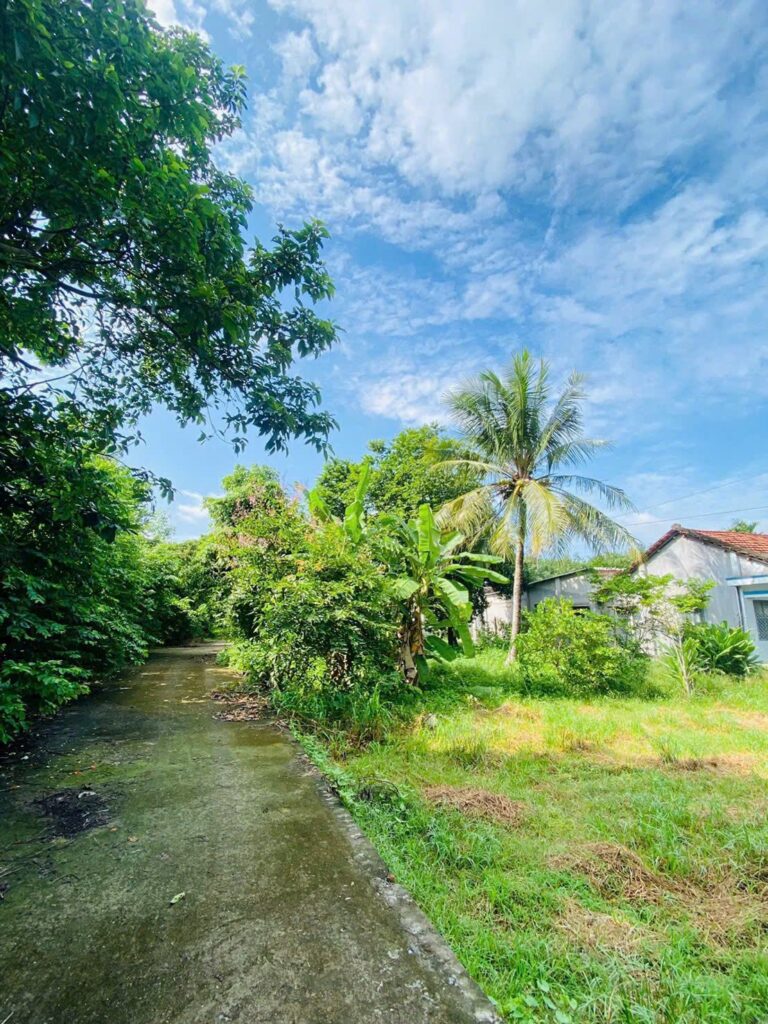 Bán nhà vườn Xã An Nhơn Tây – ảnh 4/6